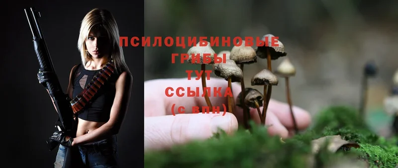 Псилоцибиновые грибы Psilocybe  Беломорск 